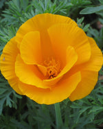 Load image into Gallery viewer, California Poppy Seeds
