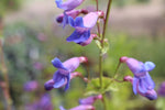 Load image into Gallery viewer, Showy Penstemon Seeds
