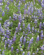 Load image into Gallery viewer, Sky Lupine Seeds
