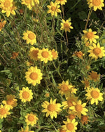 Load image into Gallery viewer, California Goldfield Seeds
