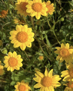 Load image into Gallery viewer, California Goldfield Seeds
