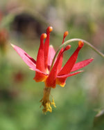 Load image into Gallery viewer, Western Columbine Seeds
