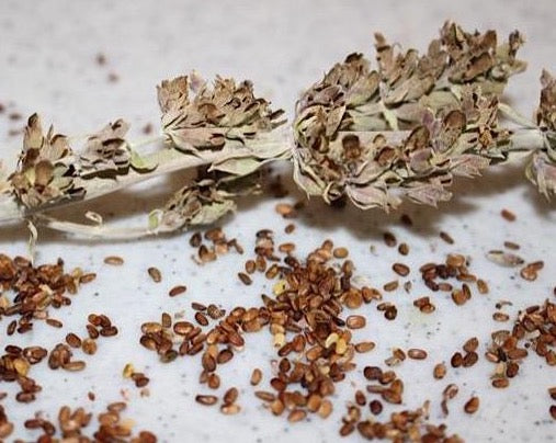 sage garden seeds White Sage Seeds – Blue Moon Native Garden