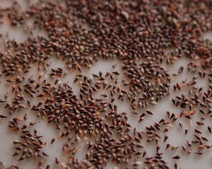 Giant Buckwheat Seeds