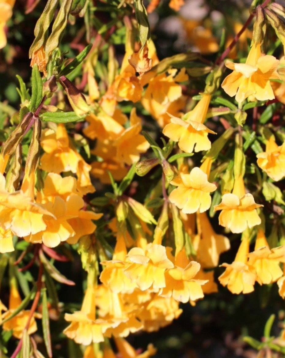 Sticky Monkey Flower Seeds – Blue Moon Native Garden
