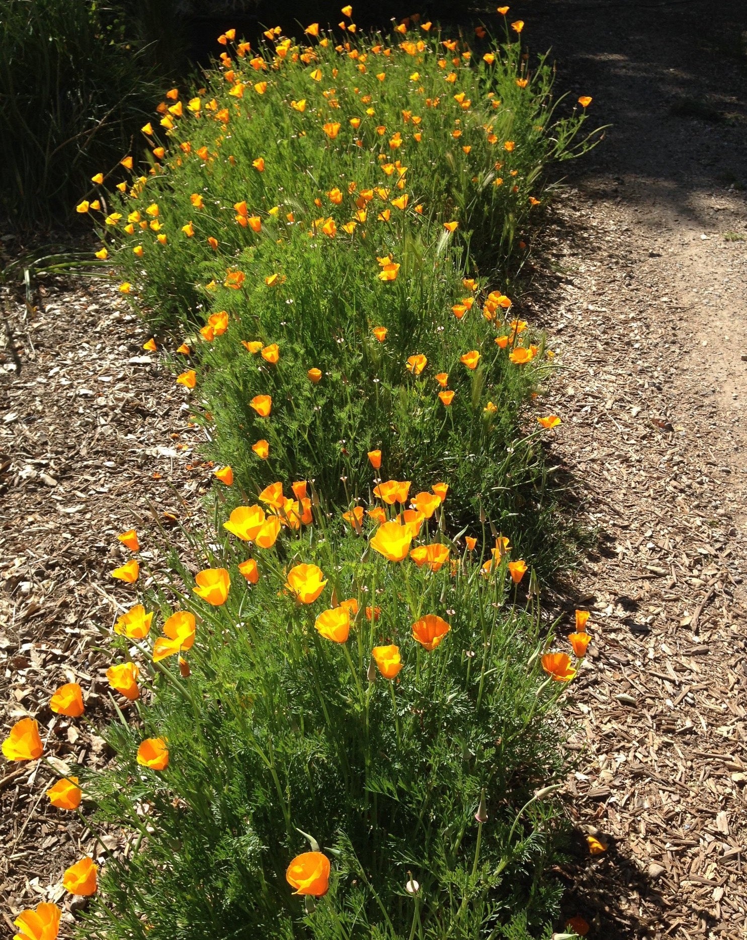 california poppy seeds planting California Poppy Seeds – Blue Moon Native Garden