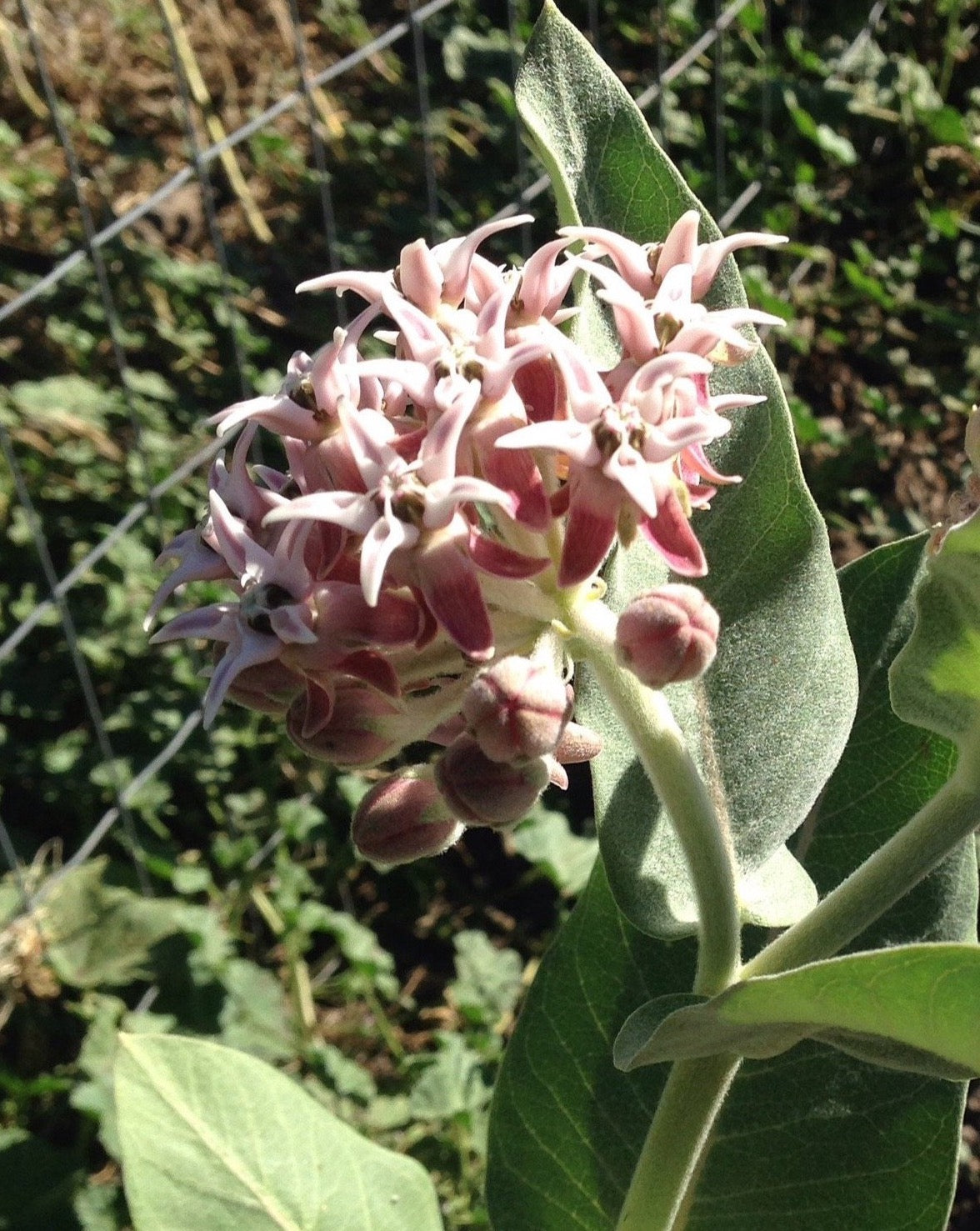 planting showy milkweed seeds Showy Milkweed Seeds – Blue Moon Native Garden