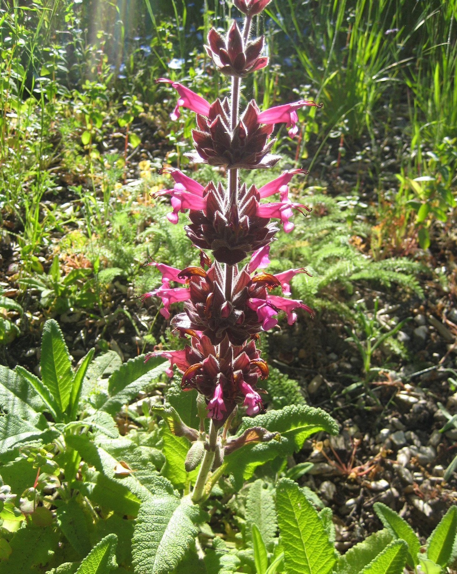 garden sage seeds Hummingbird Sage Seeds – Blue Moon Native Garden