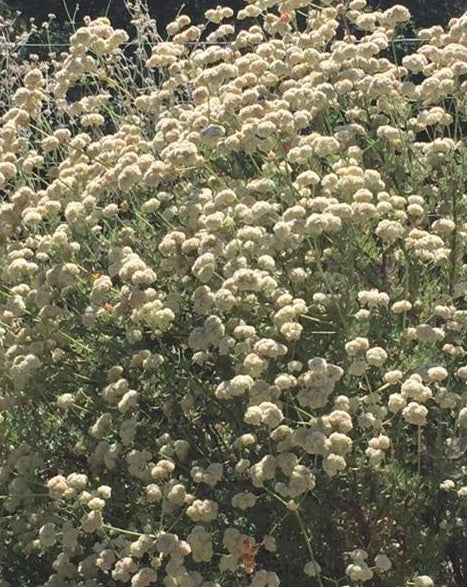 California Buckwheat Seeds
