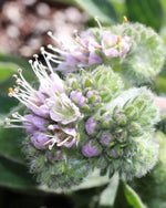 Load image into Gallery viewer, California Phacelia Seeds
