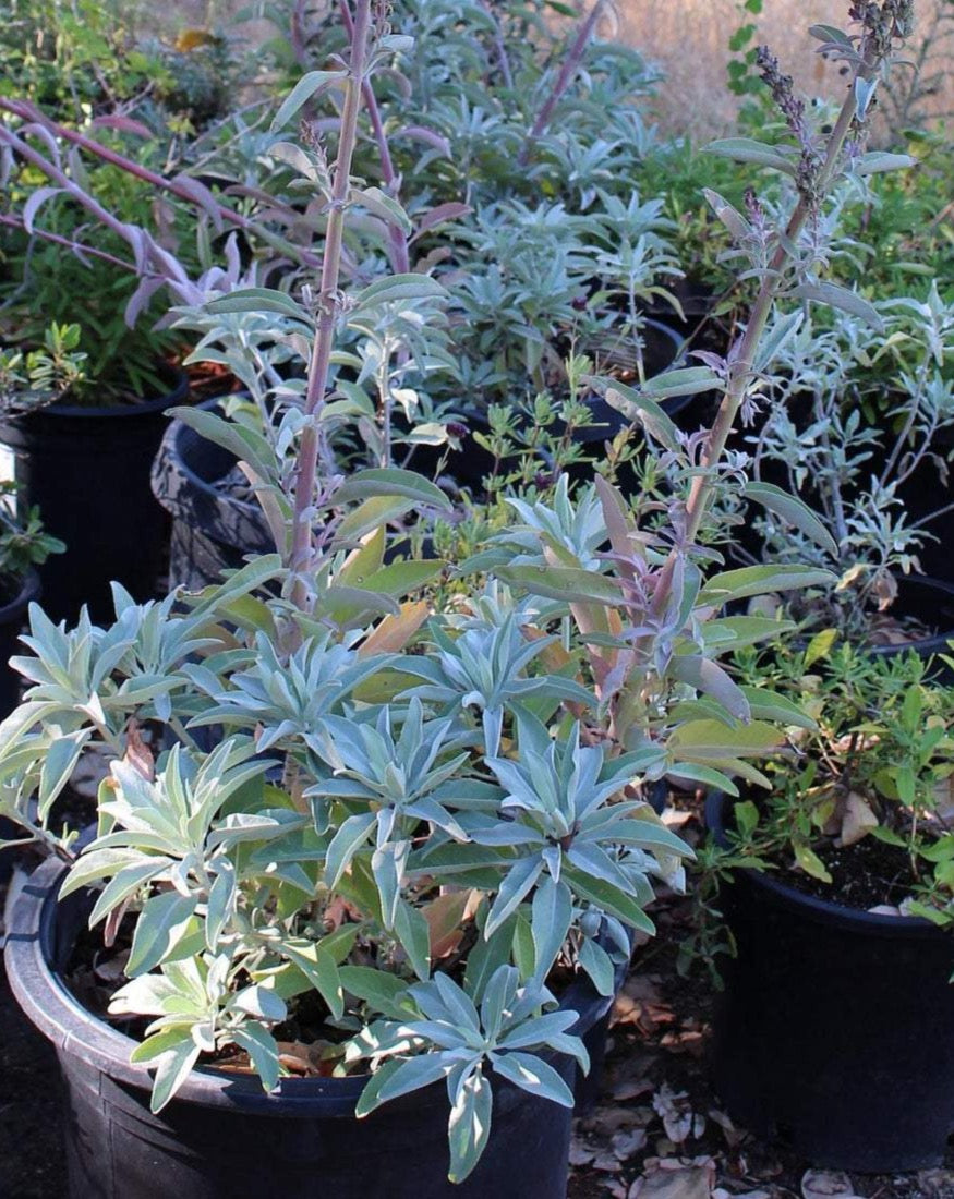 thumbnail image 2 of White Sage Cultivated - Regenerative Organic Certified® - Oshala Farm 2 of 11