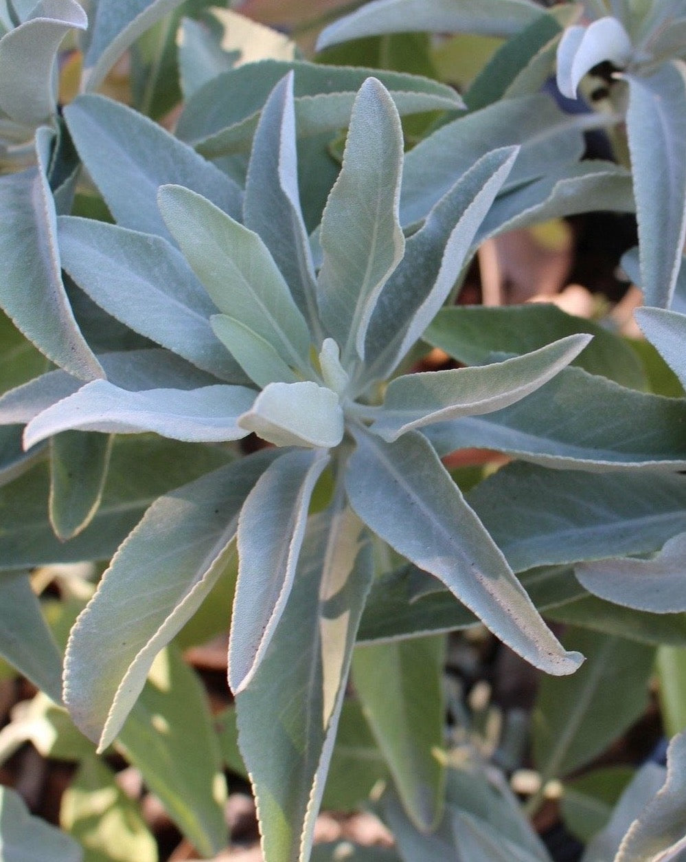 planting white sage seeds White Sage Seeds – Blue Moon Native Garden